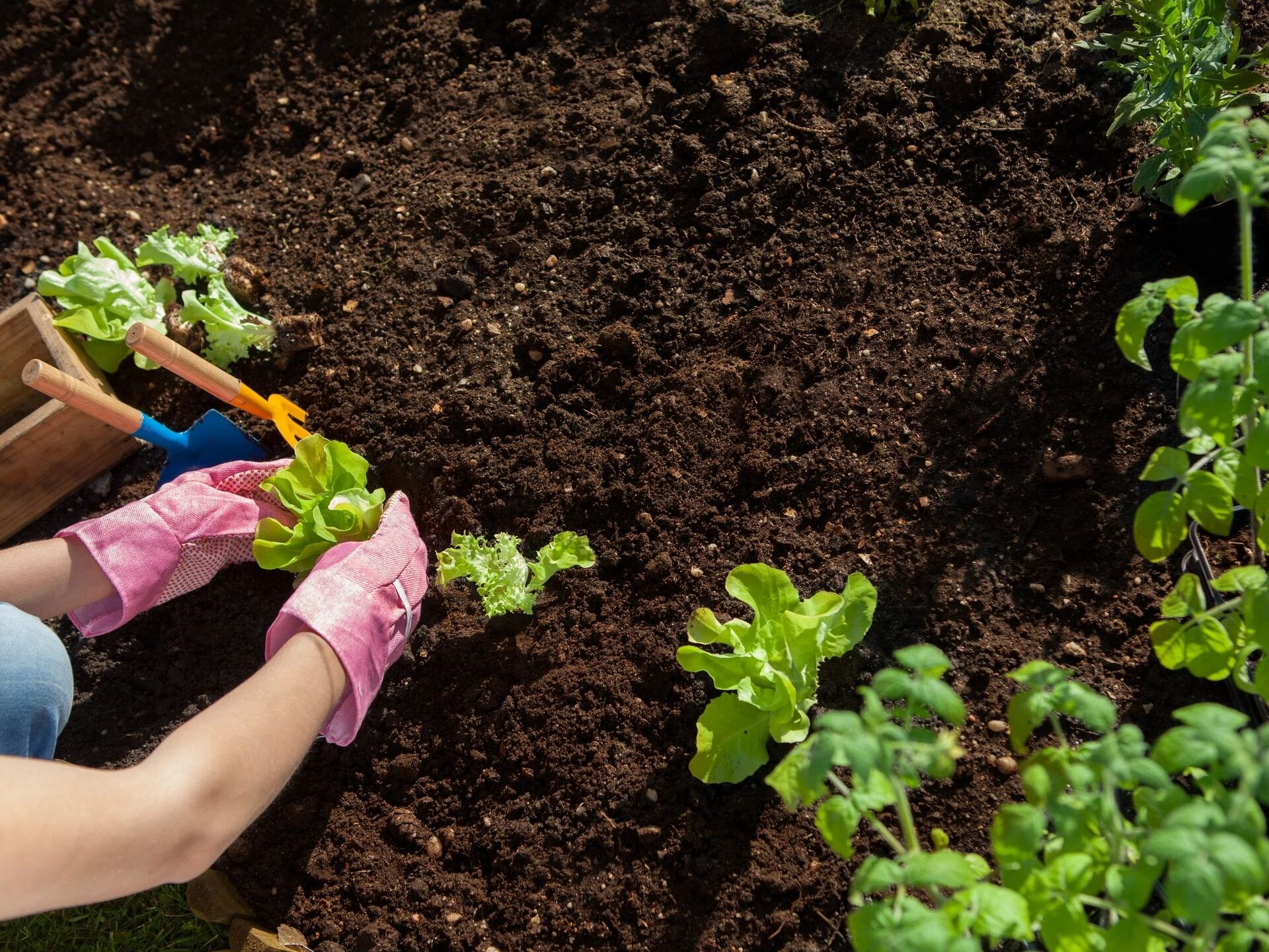 How Gardening Leads to Wholeness