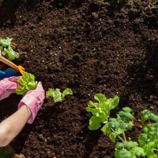 Reasons to Start Your Backyard Garden