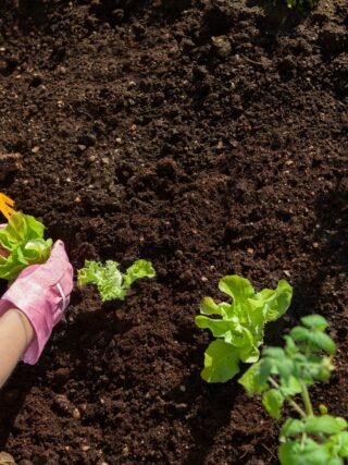 How Gardening Leads to Wholeness